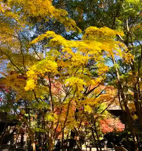 仁玄寺の自然