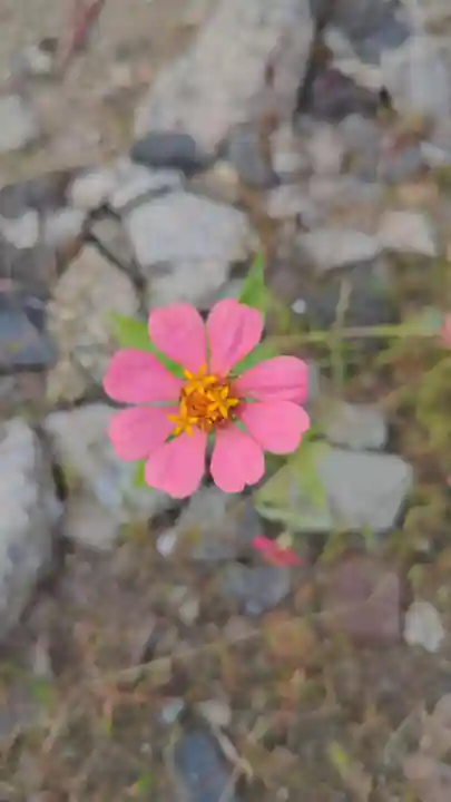 清洲山王宮 日吉神社の自然