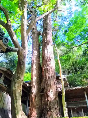 八幡神社（切山八幡神社）の自然