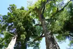 阿久津「田村神社」（郡山市阿久津町）旧社名：伊豆箱根三嶋三社の自然