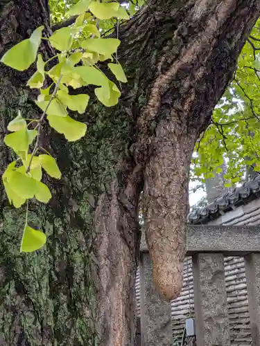 待乳山聖天（本龍院）(東京都)