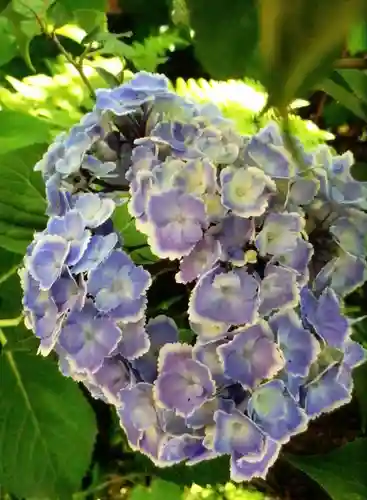 本郷氷川神社(東京都)