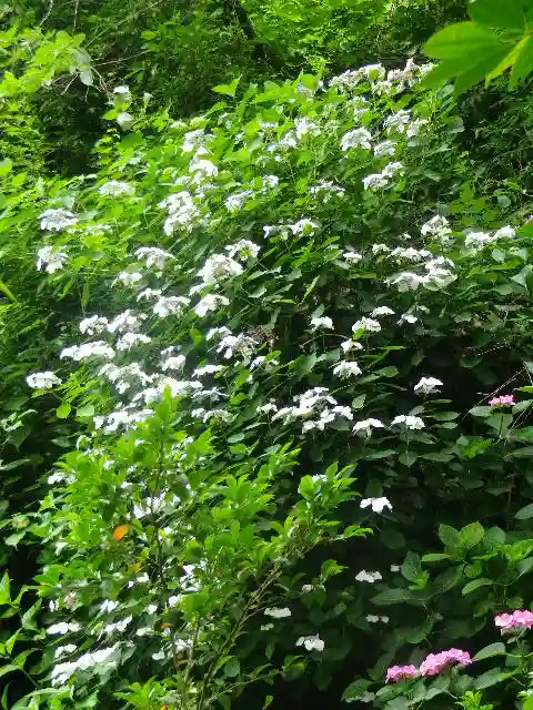 御霊神社の自然