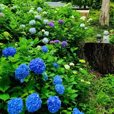 普門寺(切り絵御朱印発祥の寺)(愛知県)