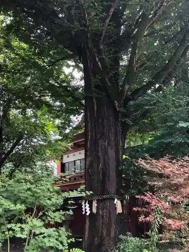 秩父神社の自然