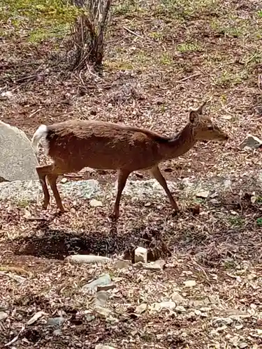 三峯神社の動物