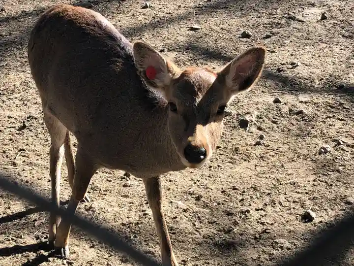 三嶋大社(静岡県)