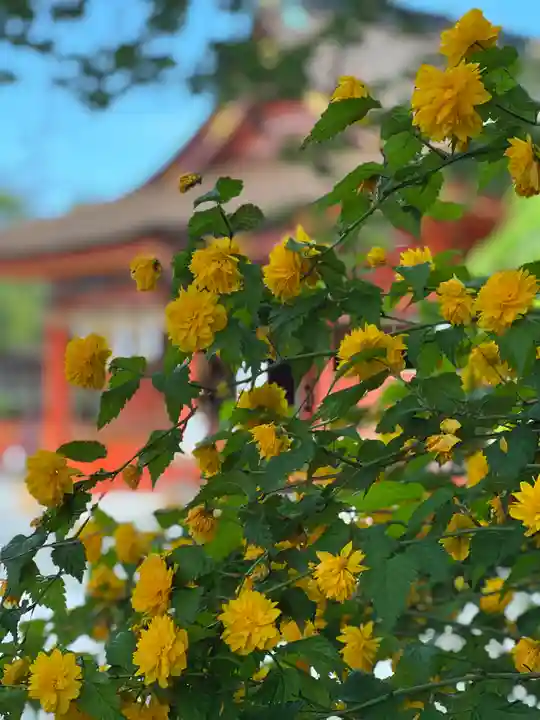 富士山本宮浅間大社の自然