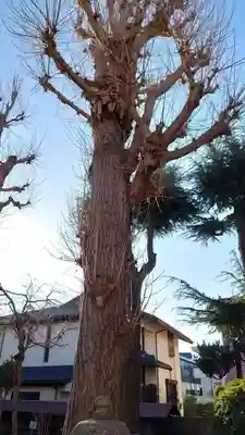 谷古宇稲荷神社の自然