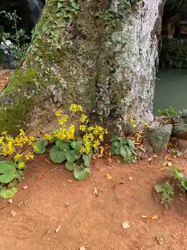 出雲大社北島国造館 出雲教(島根県)