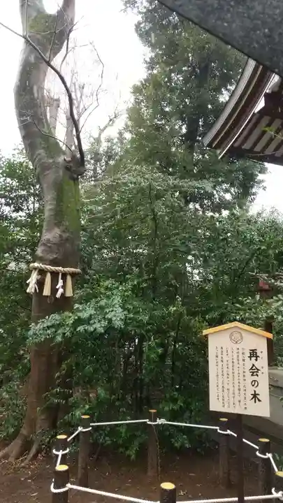 川越八幡宮の自然