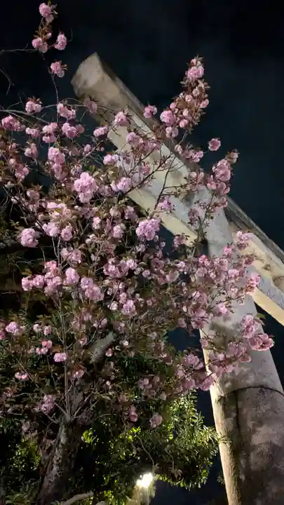 八坂神社(祇園さん)の自然