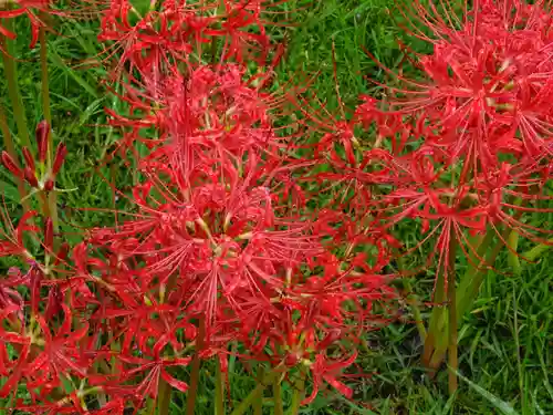 横浜　西方寺の自然