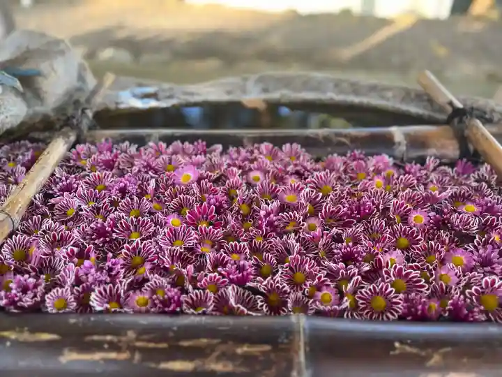 立志神社(滋賀県)