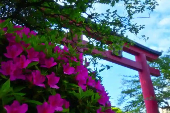 亀戸天神社(東京都)