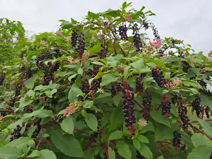 養楽寺(大阪府)