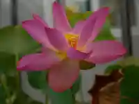 極楽山 浄土寺の自然