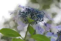 開成山大神宮の自然