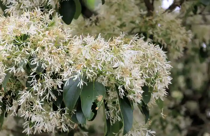 沙沙貴神社(滋賀県)