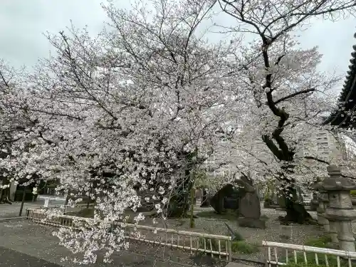 吉祥寺(東京都)