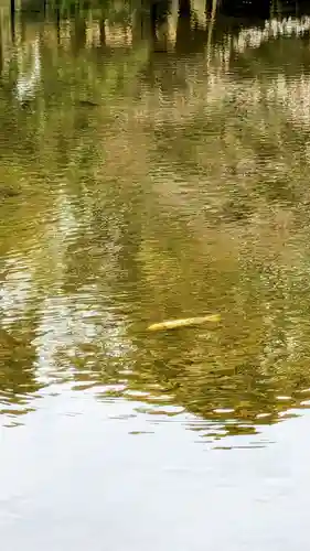菊田神社の動物