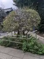 五條天神社(東京都)