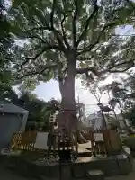 大市八幡神社の{uncategorized: "未分類", other: "その他", undefined: "問題あり", building: "その他建物", grave: "お墓", sacred_gate: "鳥居", guardian: "狛犬", statue: "像", buddha: "仏像", history: "歴史", nature: "自然", garden: "庭園", animal: "動物", pagoda: "塔", temizu: "手水舎", mountain_gate: "山門・神門", sanctuary: "本殿・本堂", subordinate: "末社・摂社", art: "芸術", scenery: "景色", jizo: "地蔵", ema: "絵馬", goshuin: "御朱印", omikuji: "おみくじ", items: "授与品その他", amulet: "お守り", goshuincho: "御朱印帳", eats: "食事", festival: "お祭り", votive_dance: "神楽", shichigosan: "七五三参", wedding: "結婚式", experience: "体験その他", initially: "初詣", around: "周辺", anti_infection: "感染症対策"}