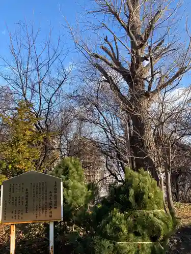 上手稲神社の自然