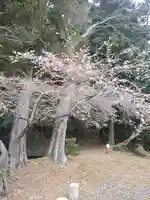 鹿島大神宮の自然