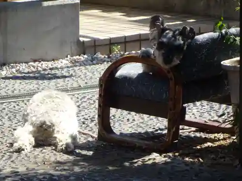 菊名神社の動物