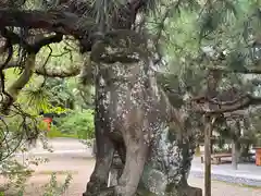 御霊神社（上御霊神社）(京都府)