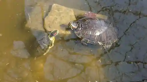 阿字神社の動物