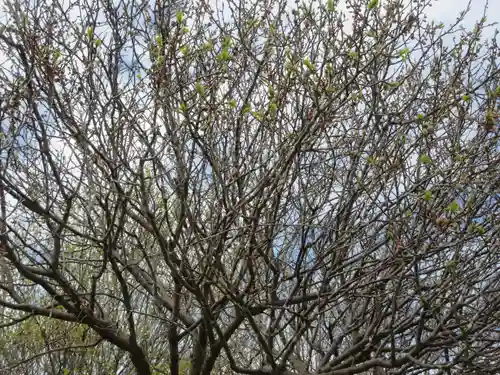宝登山神社奥宮の自然