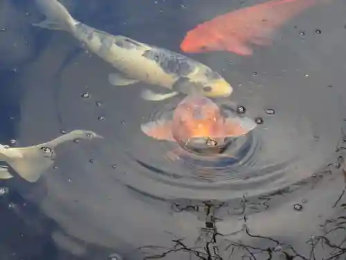長谷寺(神奈川県)
