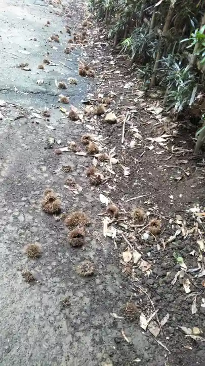 岩城神社の自然