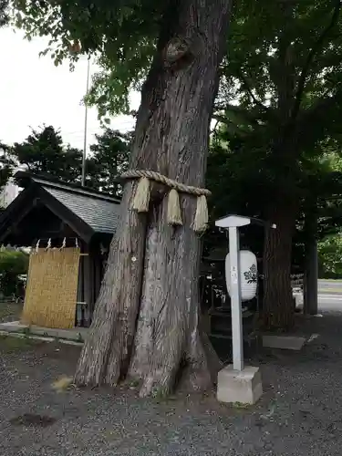 札幌諏訪神社の自然