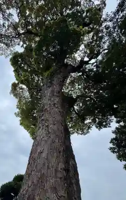 御塔生福寺の{uncategorized: "未分類", other: "その他", undefined: "問題あり", building: "その他建物", grave: "お墓", sacred_gate: "鳥居", guardian: "狛犬", statue: "像", buddha: "仏像", history: "歴史", nature: "自然", garden: "庭園", animal: "動物", pagoda: "塔", temizu: "手水舎", mountain_gate: "山門・神門", sanctuary: "本殿・本堂", subordinate: "末社・摂社", art: "芸術", scenery: "景色", jizo: "地蔵", ema: "絵馬", goshuin: "御朱印", omikuji: "おみくじ", items: "授与品その他", amulet: "お守り", goshuincho: "御朱印帳", eats: "食事", festival: "お祭り", votive_dance: "神楽", shichigosan: "七五三参", wedding: "結婚式", experience: "体験その他", initially: "初詣", around: "周辺", anti_infection: "感染症対策"}