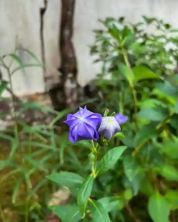 地蔵院(兵庫県)