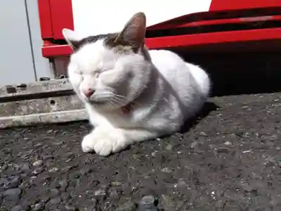御誕生寺（猫寺）(福井県)