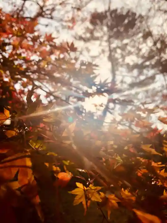 北野天満宮の自然