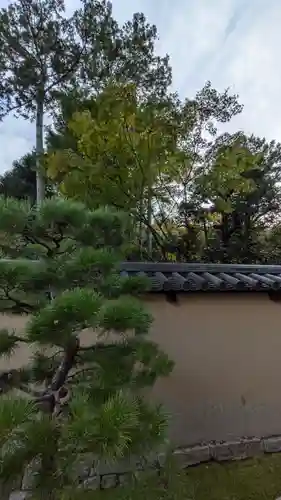 高桐院(京都府)