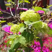 寿量山 速成寺の自然