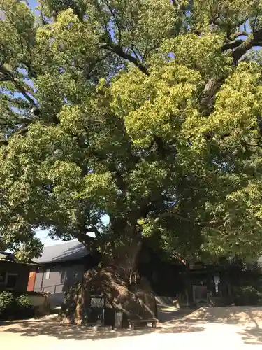 糸碕神社の自然