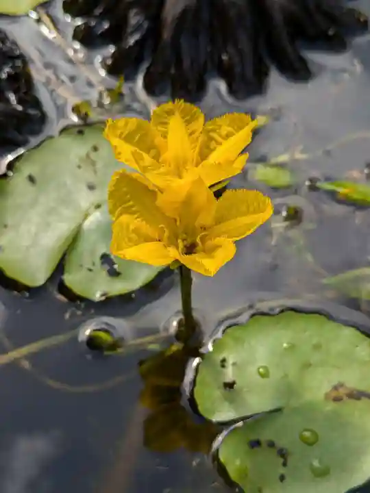 岩井八坂神社(茨城県)