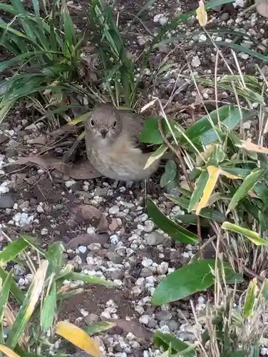大洗磯前神社(茨城県)