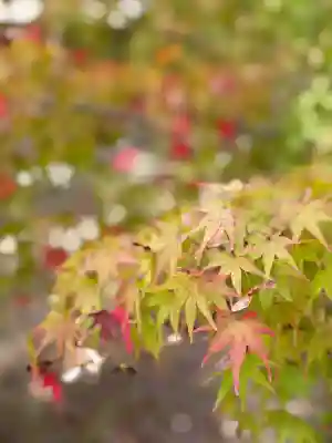 東福禅寺(東福寺)(京都府)