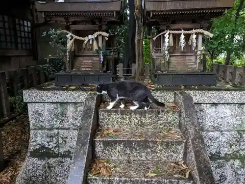 八幡社（柏井町）の動物