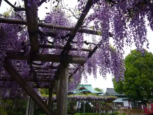 亀戸天神社の景色