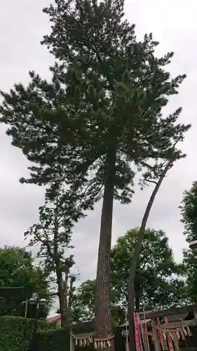 中野沼袋氷川神社の自然