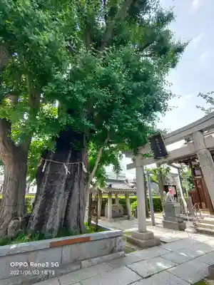 飛木稲荷神社の鳥居